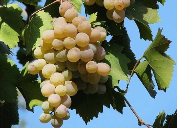 Уникальный сорт винограда Бьянка с фото