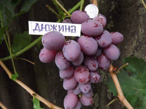 Столовый сорт винограда Дюжина - фото