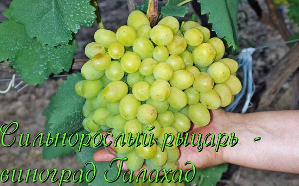 Сорт винограда Галахад - описание уход посадка - фото