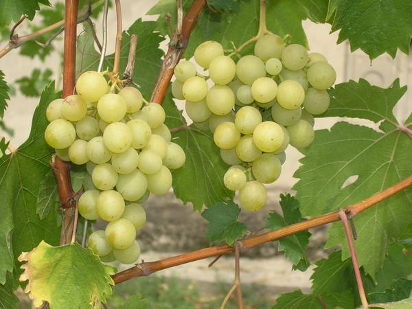 Сорт Галбена ноу - один из вкуснейших виноградов с фото