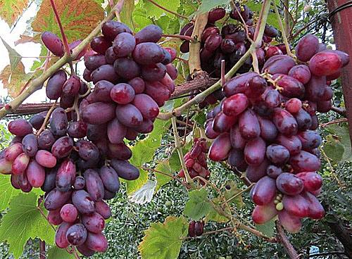 Изумительный сорт - виноград Изюминка - фото