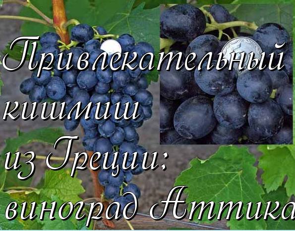 Привлекательный кишмиш из Греции - виноград Аттика с фото