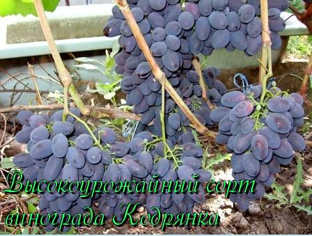 Высокоурожайный сорт винограда Кодрянка с фото