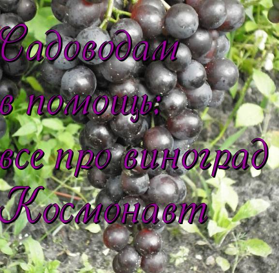 Садоводам в помощь: все про виноград Космонавт - фото