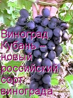 Виноград Кубань  новый российский сорт винограда с фото