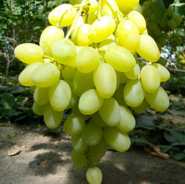 Виноград сорта Ландыш с фото
