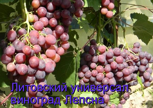 Литовский универсал - виноград Лепсна с фото