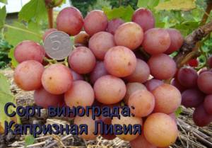Сорт винограда Ливия с фото