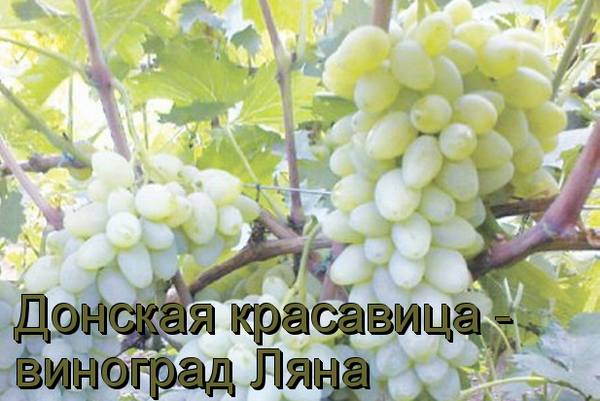 Донская красавица - виноград Ляна с фото