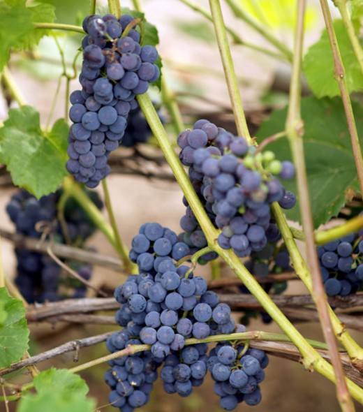 Неприхотливый виноград для новичков - сорт Мариновский с фото