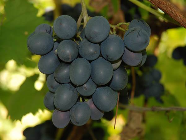 Сорт винограда Молдова - уход обрезка и болезни сорта с фото