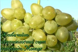 Сорт винограда Монарх - описание уход отзывы - фото