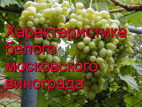 Характеристика Белого Московского винограда с фото