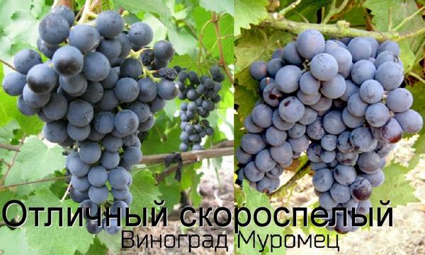 Отличный скороспелый виноград Муромец с фото