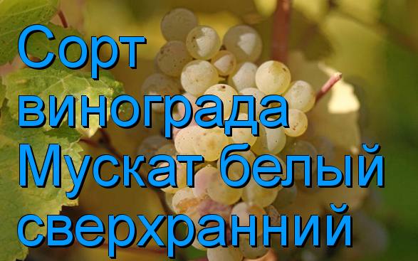 Сорт винограда Мускат белый сверхранний с фото