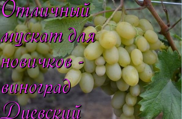 Отличный мускат для новичков - виноград Диевский с фото