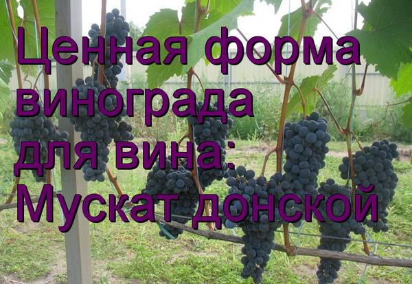 Ценная форма винограда для вина - Мускат донской - фото