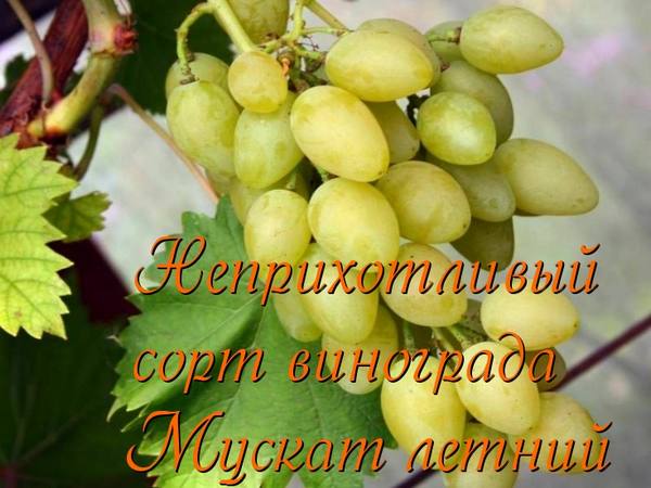 Неприхотливый сорт винограда Мускат Летний с фото