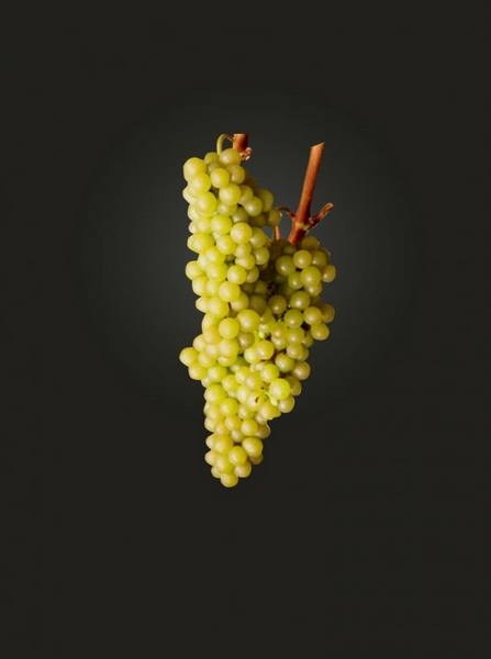 Технический сорт винограда Мускат одесский - фото