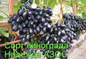 Сорт винограда Надежда АЗОС с фото