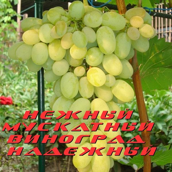 Сарт винограда Надежный - нежный мускат с фото