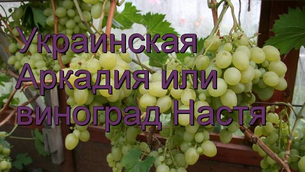 Украинская Аркадия или виноград Настя с фото