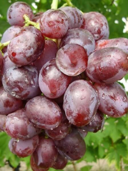 Удивительный сорт винограда Низина - фото