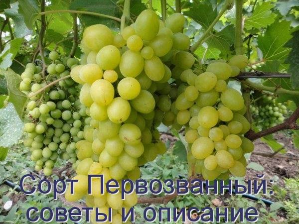Сорт винограда Первозванный: советы и описание с фото
