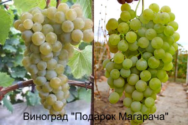 Сорт винограда Подарок Магарача с фото