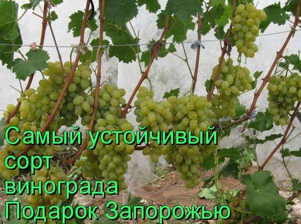 Самый устойчивый сорт винограда Подарок Запорожью - фото