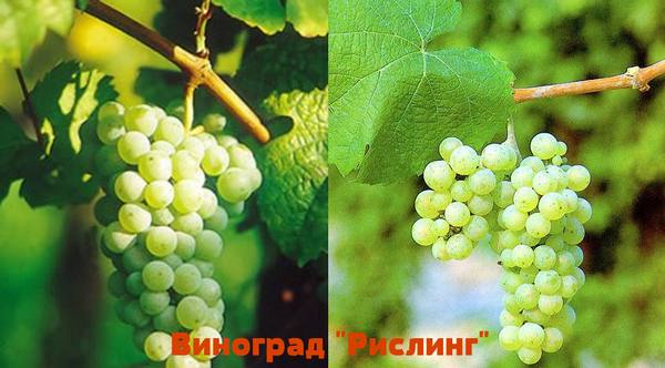 Особенности белого сорта винограда Рислинг с фото