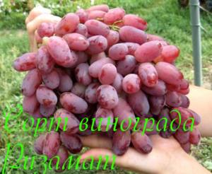 Сорт винограда Ризамат с фото