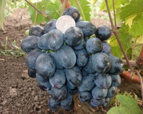 Сорт винограда Руслан с фото