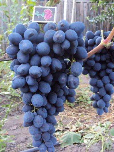 Сорт винограда Сфинкс - описание с фото
