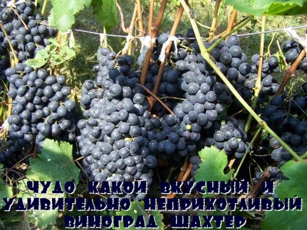 Чудо какой вкусный и удивительно неприхотливый виноград Шахтер с фото