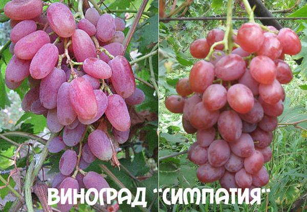 Сорт винограда Симпатия - Виктор 2 с фото