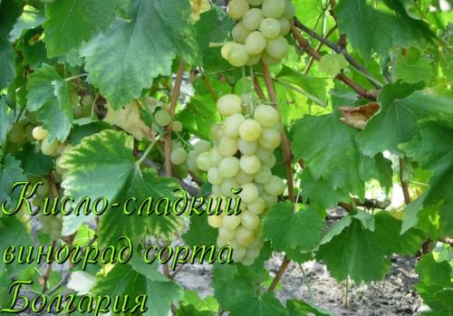 Кисло-сладкий виноград сорта Болгария с фото