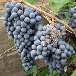 Зимостойкий виноград сорта Памяти Домбковской — описание, выращивание, фото - фото