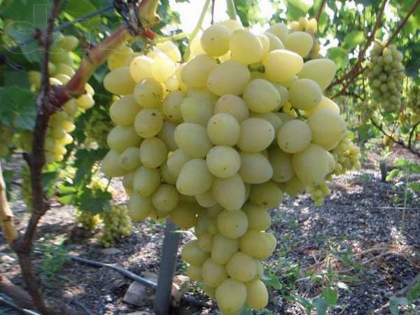 Виноград «Столетие»  бессемянный сорт с фото