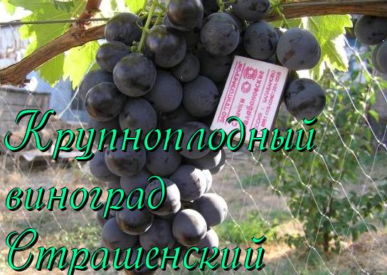 Крупноплодный виноград Страшенский с фото