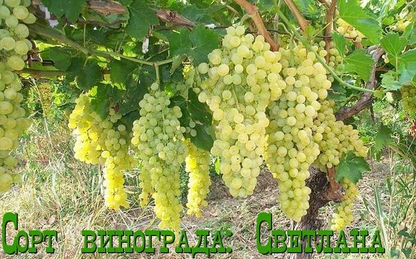 Сорт винограда: Светлана - фото