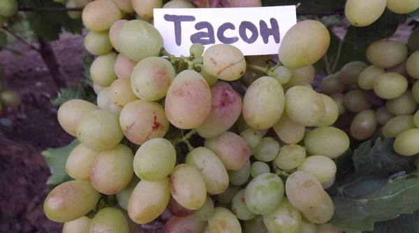 Сорт винограда Тасон - фото