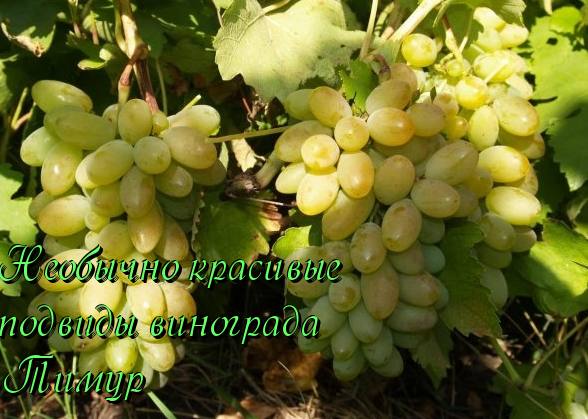 Сорт винограда Тимур - описание уход отзывы с фото