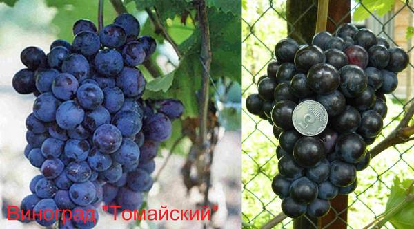Виноград Томайский — посадка, уход, болезни - фото