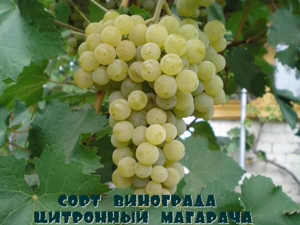 Сорт винограда Цитронный Магарача с фото