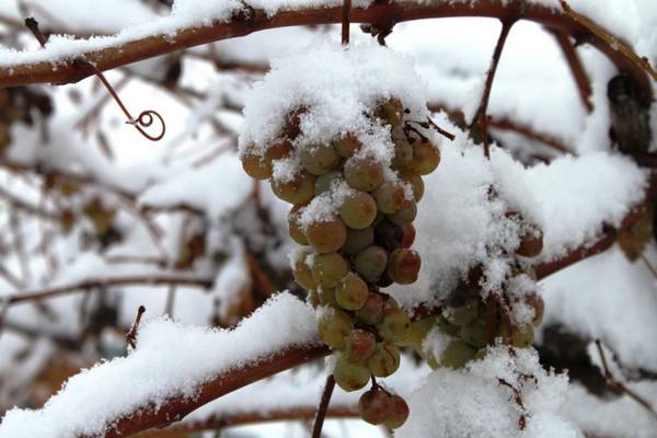 Как помочь винограду пережить любую зиму с фото