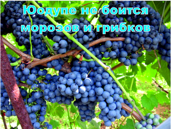 Виноград Юодупе - не боится морозов и грибков с фото