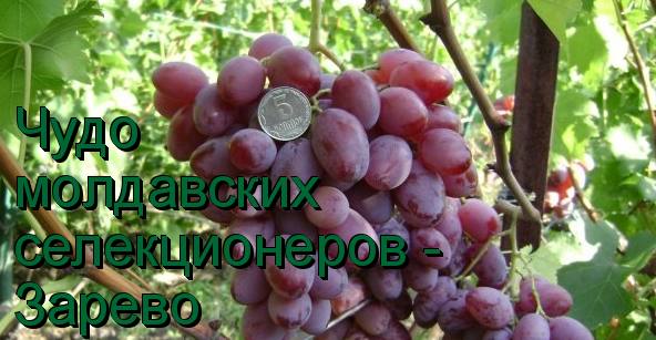 Чудо молдавских селекционеров - сотрт винограда Зарево - фото