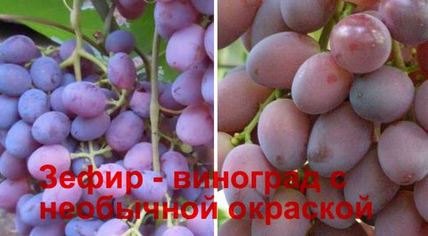 Зефир - виноград с необычной окраской - фото