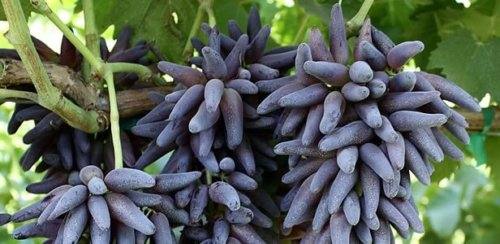 Необычный сорт винограда Ведьмины пальцы с фото